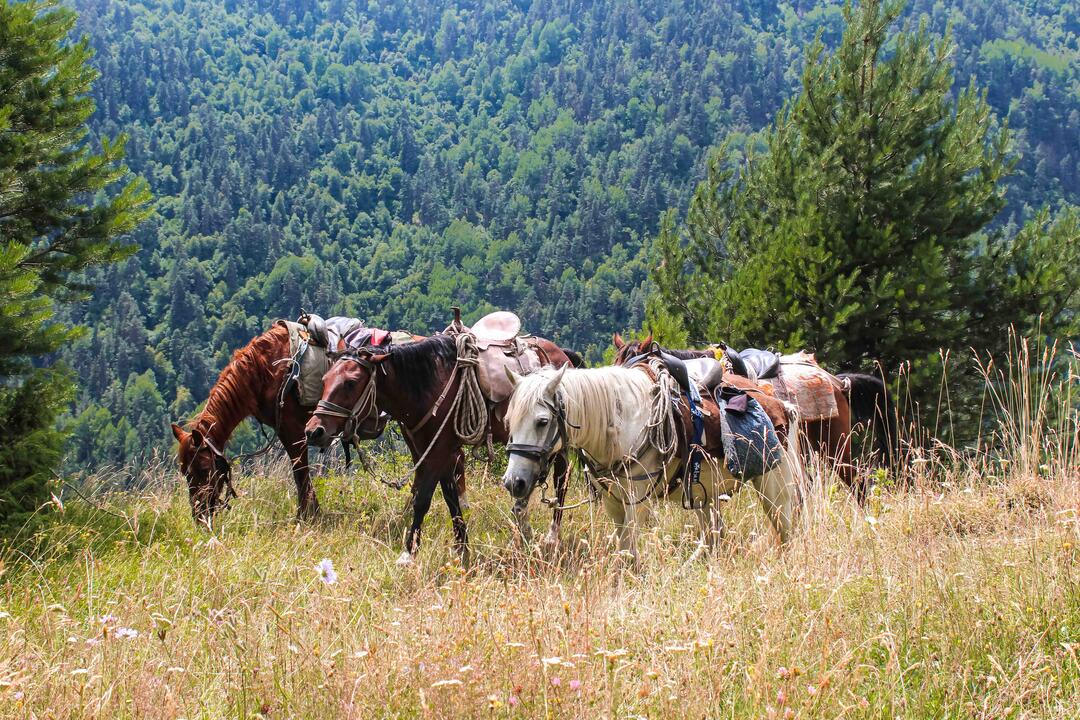 5 Days Horse Riding Tour in Caucasus