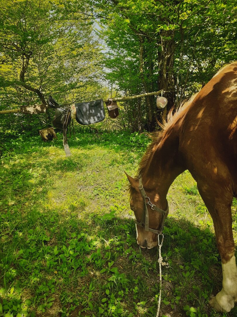 1-дневный конный тур в Тбилиси